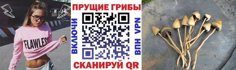 Псилоцибиновые грибы мухоморы  где найти   Стародуб 